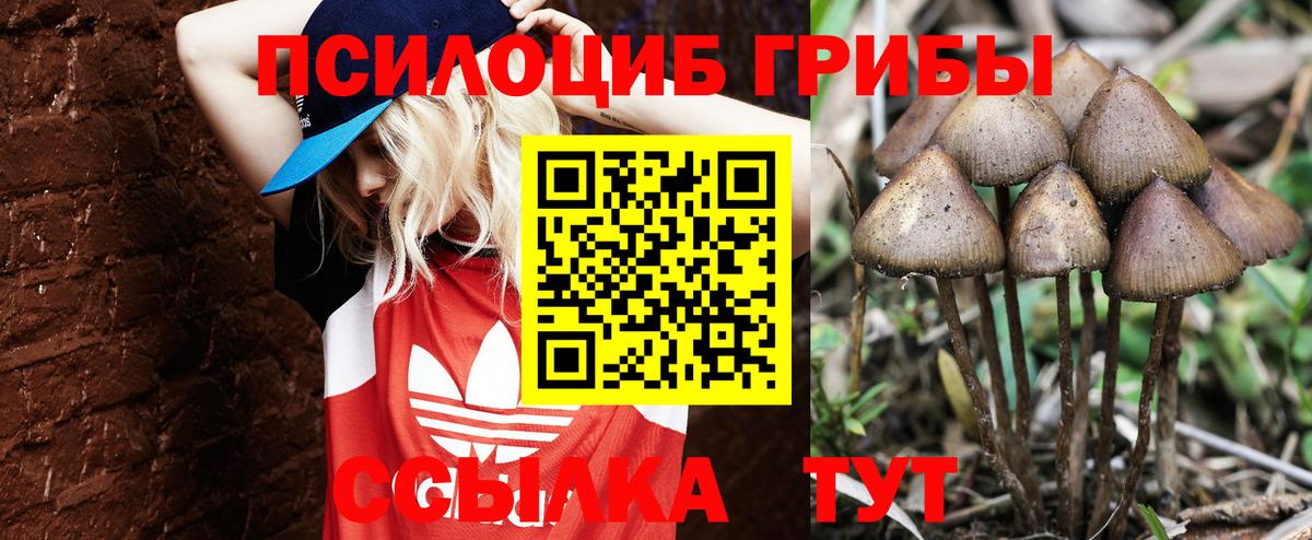 Псилоцибиновые грибы Cubensis Зерноград